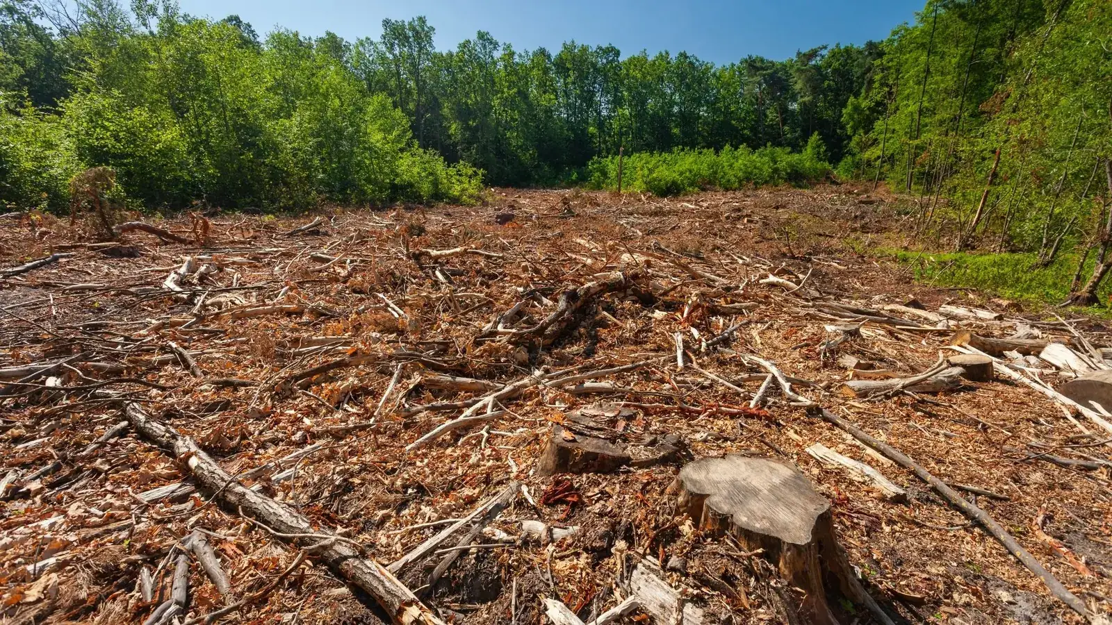 Customer avatar photo